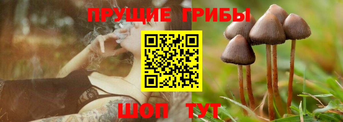 Псилоцибиновые грибы мицелий Алексеевка